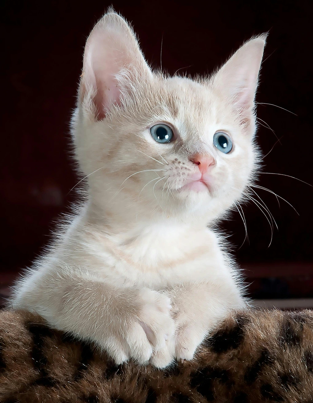 Kim Mees - rouwverwerking en healing voor mens en dier