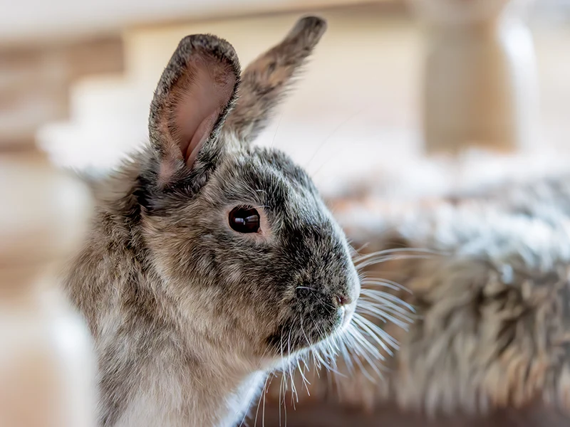 De missie van Kim als healer en rouwconsulent