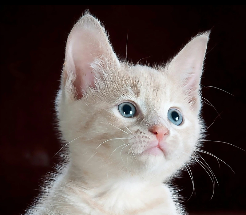 Kim Mees - rouwverwerking en healing voor mens en dier