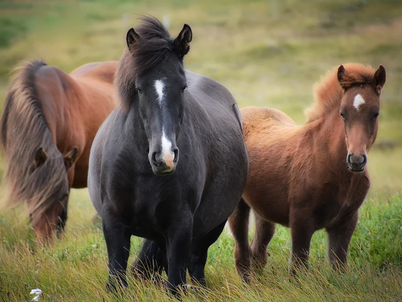 stervensbegeleiding voor dieren en rouwverwerking huisdieren
